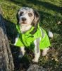 Reflecta-Glow Reflective Waterproof Adjustable Pvc Pet Raincoat